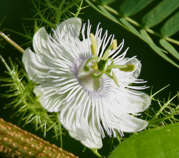 white passionflower